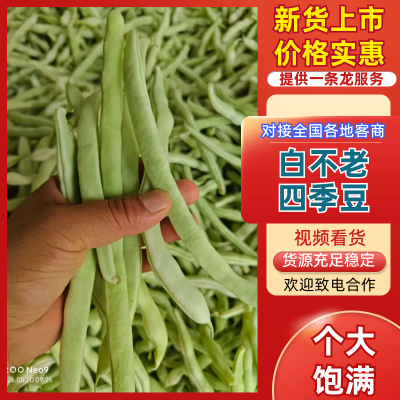 汉中精品白不老四季豆，产地直发，一条龙服务