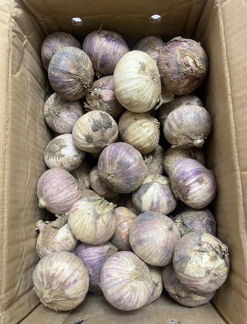 云南独头蒜干大蒜一手货源产地直发可批发可零售
