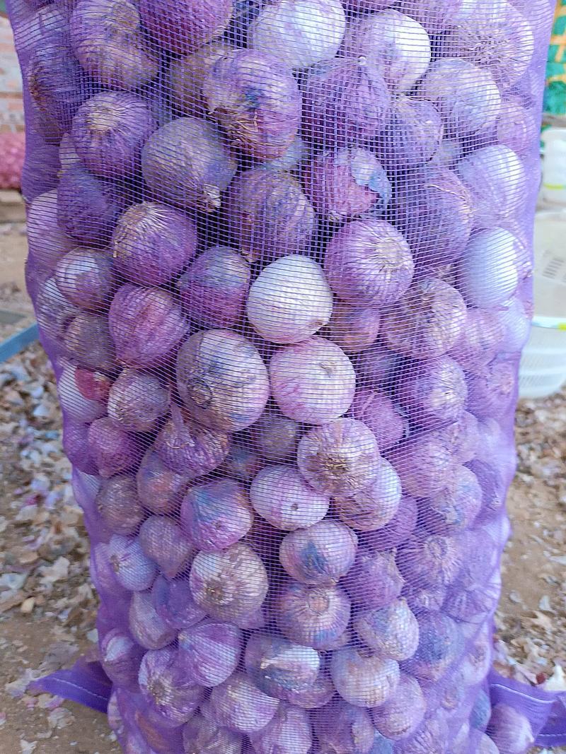 云南独头蒜干大蒜一手货源产地直发可批发可零售
