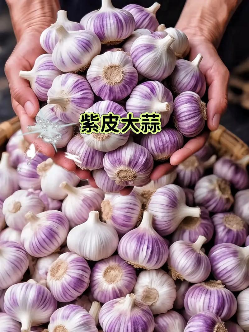 云南紫皮蒜新货干蒜基地直发全国供应可视频看货