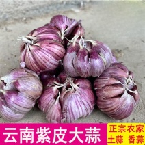 云南紫皮蒜新货干蒜基地直发全国供应可视频看货
