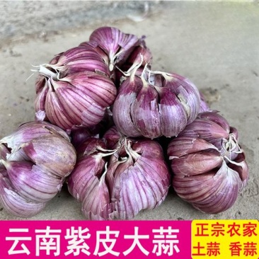 云南紫皮蒜新货干蒜基地直发全国供应可视频看货