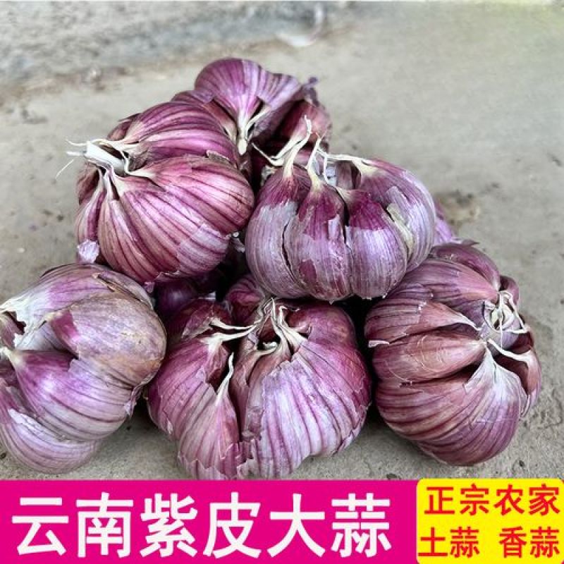 云南紫皮蒜新货干蒜基地直发全国供应可视频看货