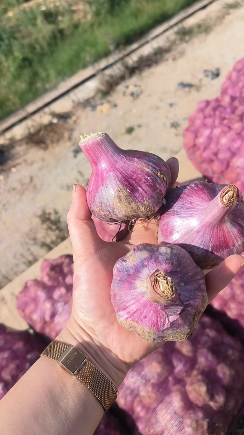 云南紫皮蒜新货干蒜基地直发全国供应可视频看货