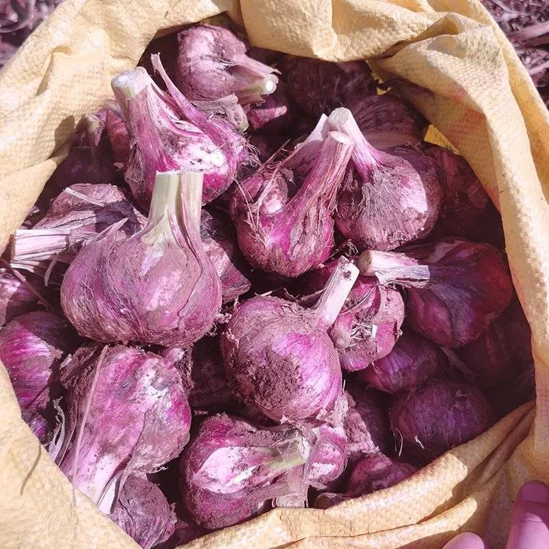 云南紫皮蒜新货干蒜基地直发全国供应可视频看货