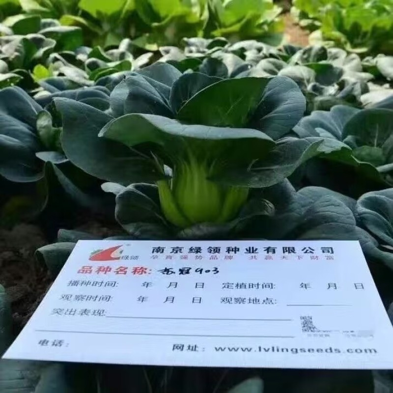 苏冠903矮脚耐寒黑叶苏州青种子太湖菜深绿抗病束腰四季播
