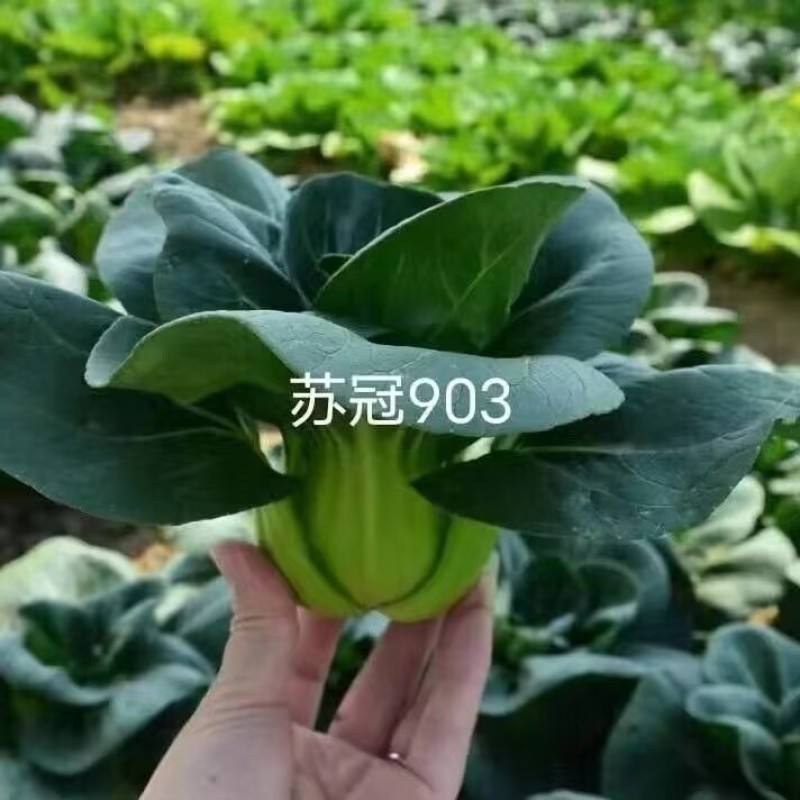 苏冠903矮脚耐寒黑叶苏州青种子太湖菜深绿抗病束腰四季播