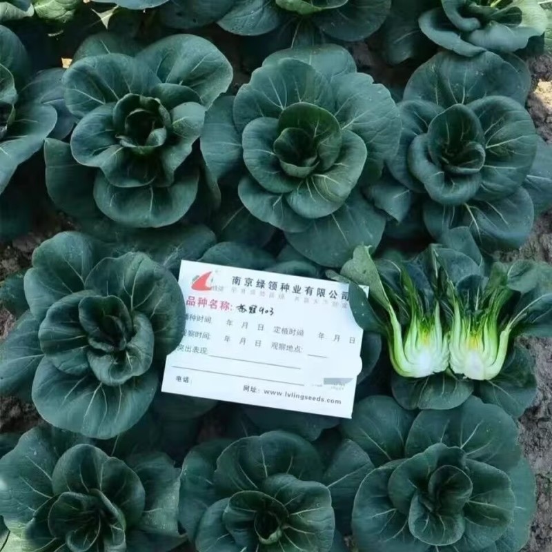 苏冠903矮脚耐寒黑叶苏州青种子太湖菜深绿抗病束腰四季播