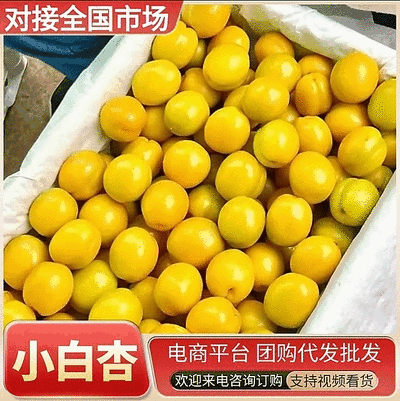 《珍珠小白杏》油杏【电商平台团购批发】现货供应/全国发