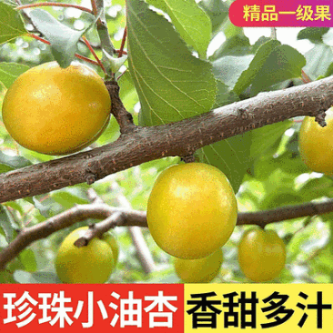 油杏/小白杏【电商平台团购代发】新鲜速发/可全国发货