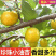 油杏/小白杏【电商平台团购代发】新鲜速发/可全国发货