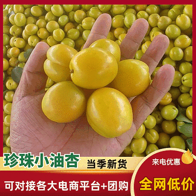 珍珠小油杏/小白杏『电商平台团购批发』现货速发