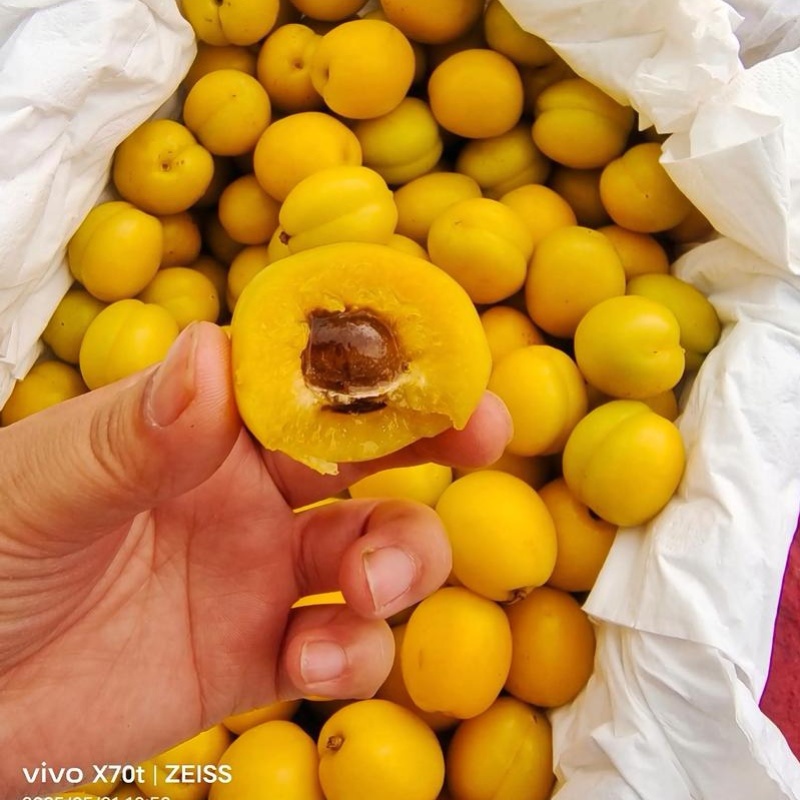 油杏/小白杏【一件代发】新鲜现货速发/电商～团购～代发