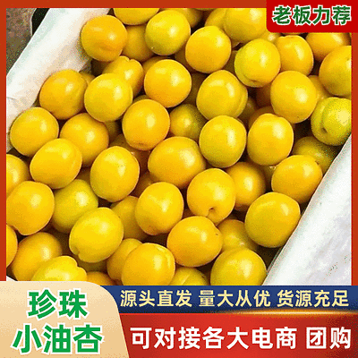 油杏/小白杏【一件代发】新鲜现货速发/电商～团购～代发