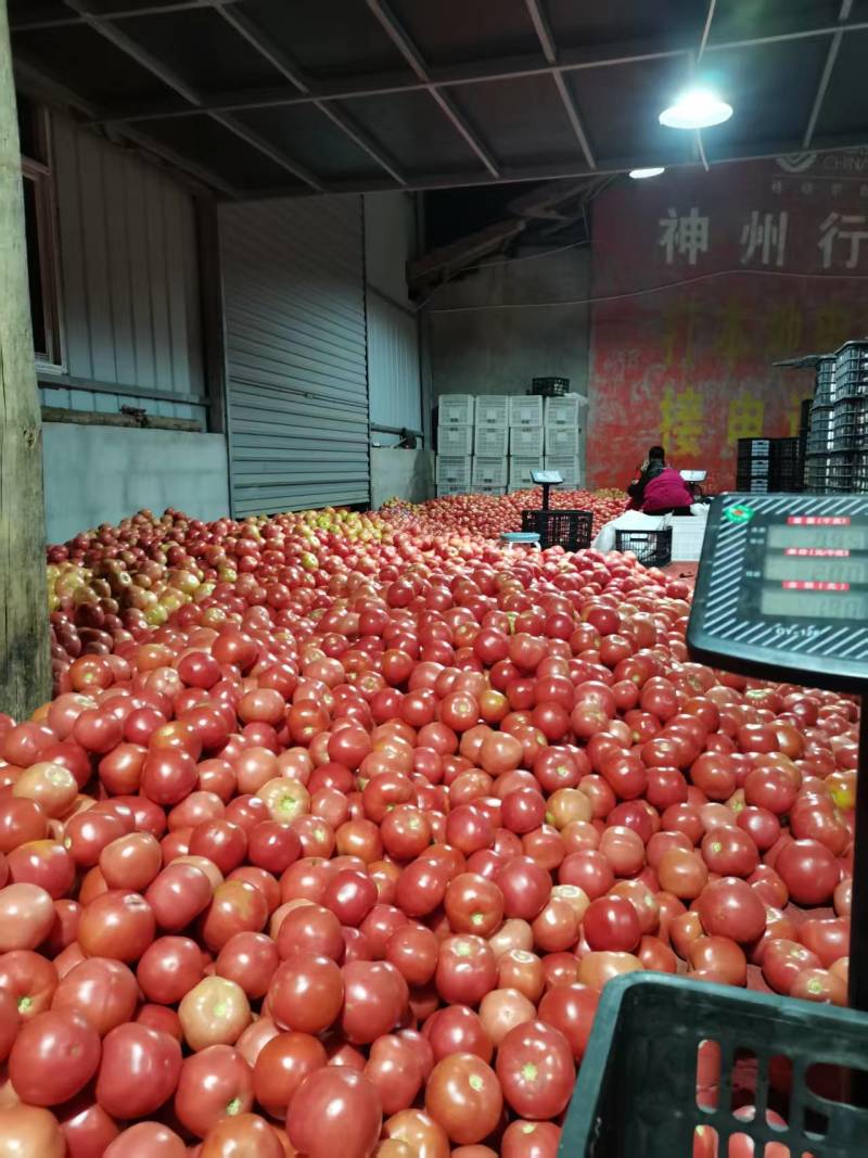 湖北长阳县种植基地高山硬粉西红柿无中间商可全国批发