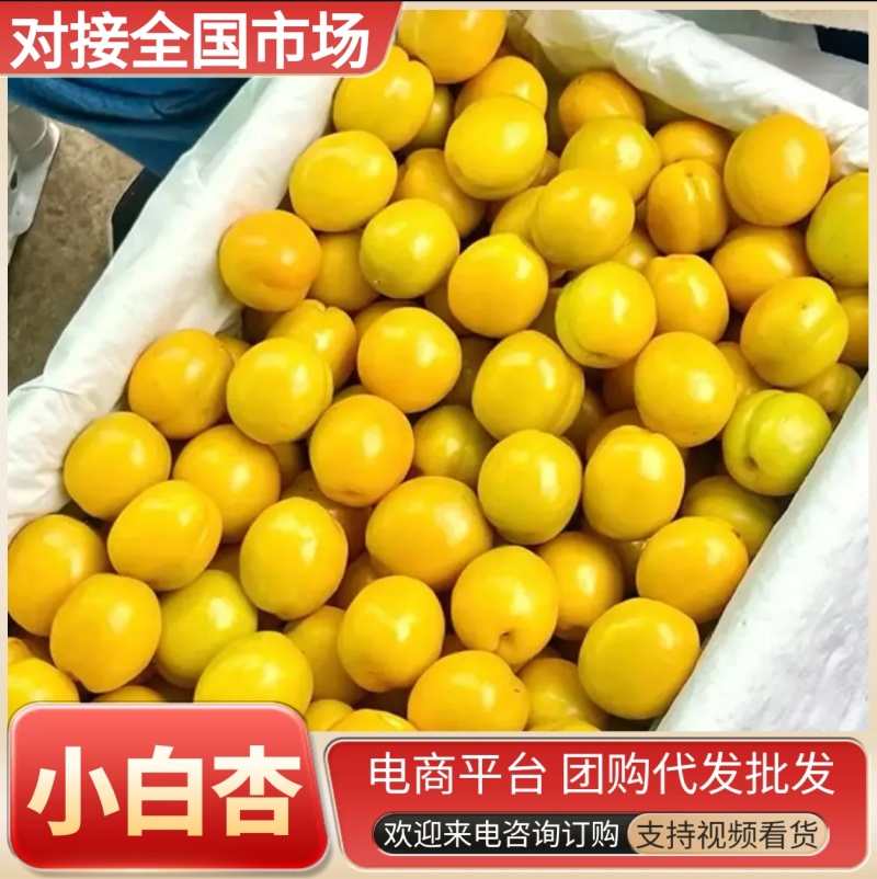 《珍珠小白杏》油杏【电商平台团购批发】现货供应/全国发