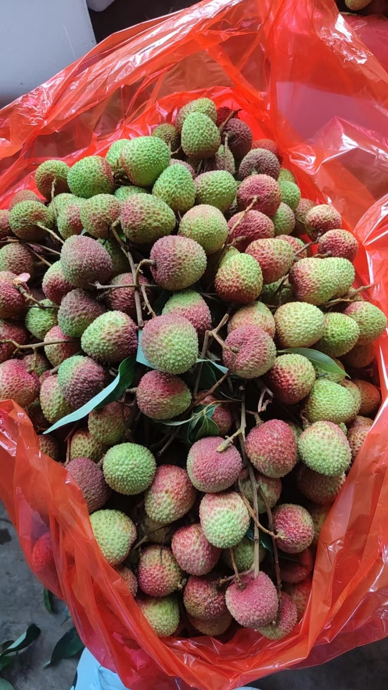 荔枝妃子笑大果糖度19基地直供保质保量可视频看货