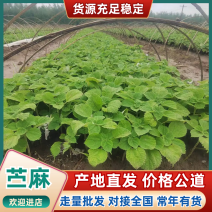 苎麻产地直供麻苗批发天然原料品质扎实品质看得见更放心
