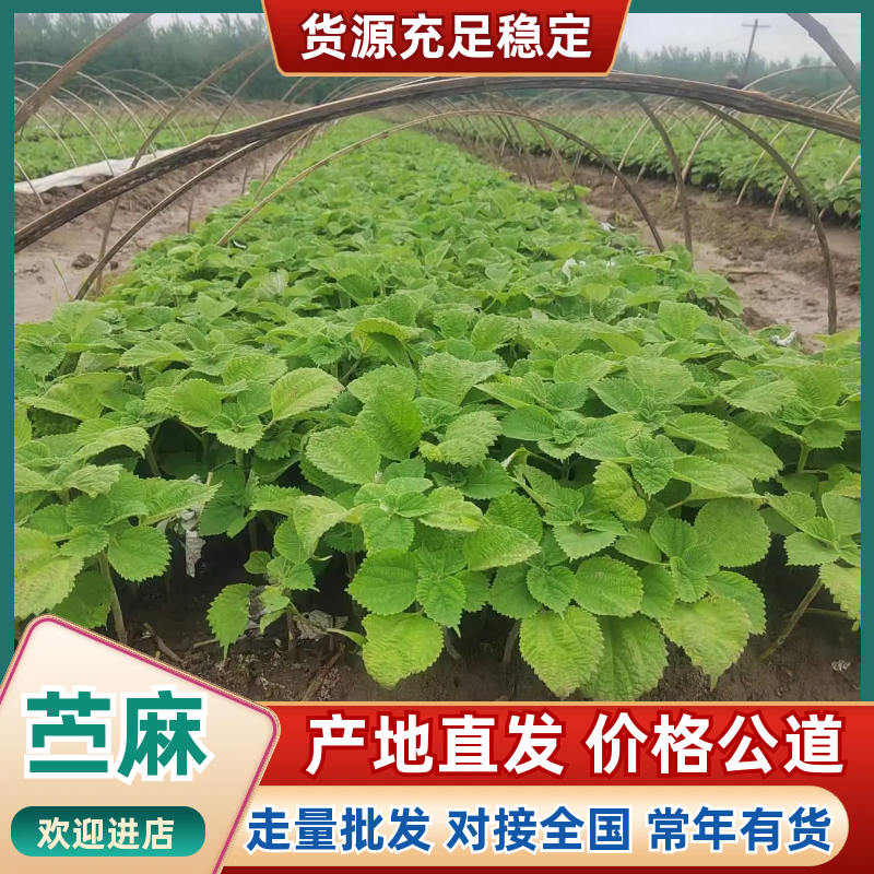 苎麻产地直供麻苗批发天然原料品质扎实品质看得见更放心