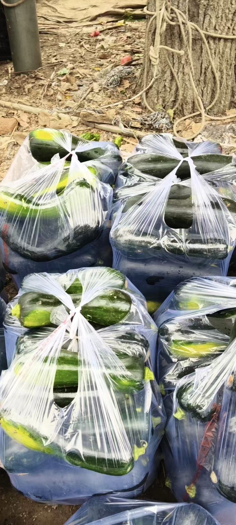 南瓜嫩南瓜产地直发品相好发全国保质保量欢迎电联