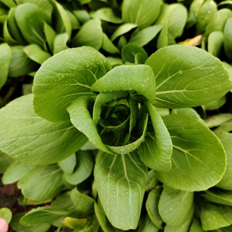 青梗菜种子小白菜咏夏一号耐热100g四季种植基地大田