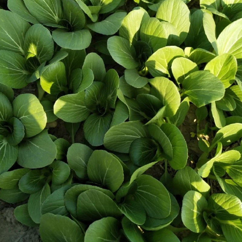 青梗菜种子小白菜咏夏一号耐热100g四季种植基地大田