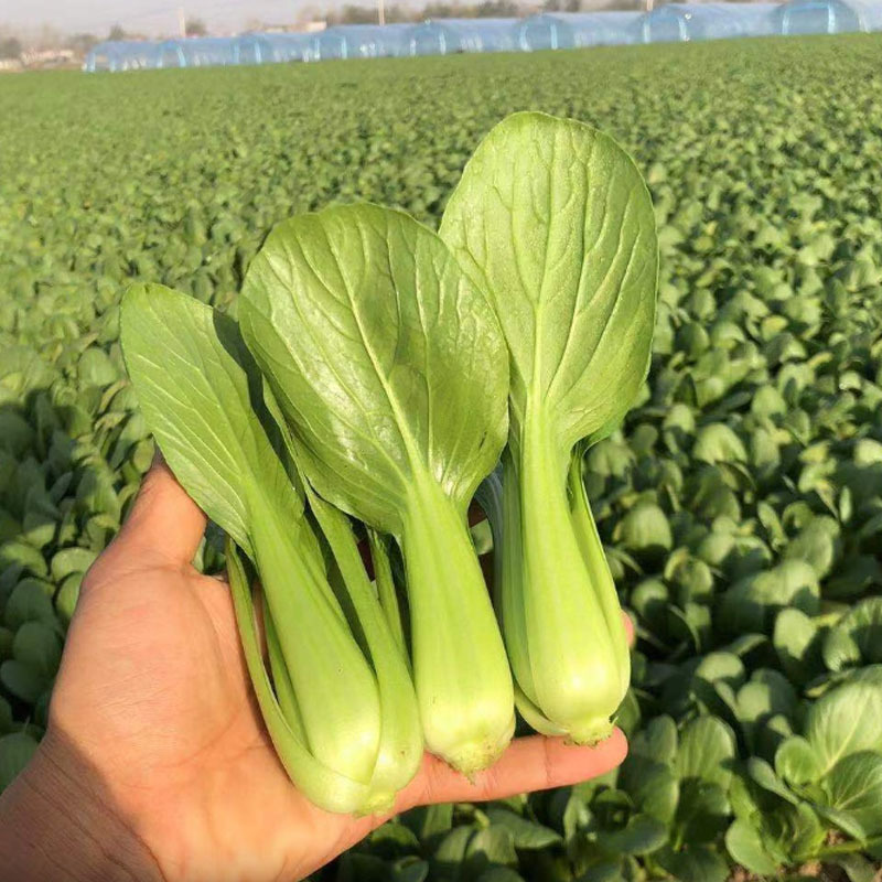 青梗菜种子小白菜咏夏一号耐热100g四季种植基地大田