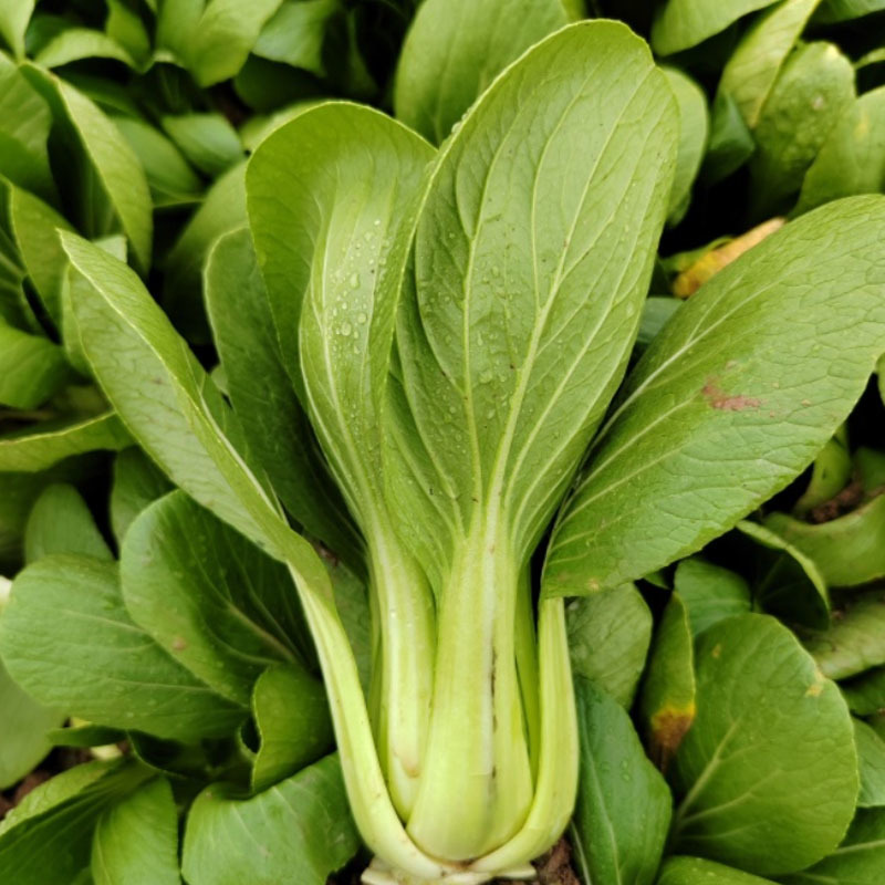 青梗菜种子小白菜咏夏一号耐热100g四季种植基地大田