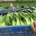 山东菏泽精品小油菜上海青/产地直发量大从优货源充足