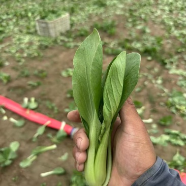 山东菏泽精品小油菜上海青/产地直发量大从优货源充足