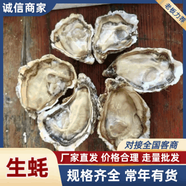 生蚝，大连生蚝精品三倍体全国发货基地直供可发全国市场商超