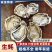 生蚝，大连生蚝精品三倍体全国发货基地直供可发全国市场商超