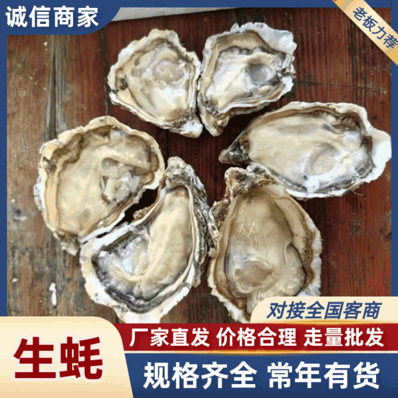 生蚝，大连生蚝精品三倍体全国发货基地直供可发全国市场商超