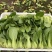山东菏泽精品小油菜上海青/产地直发量大从优货源充足