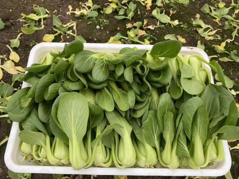山东菏泽精品小油菜上海青/产地直发量大从优货源充足