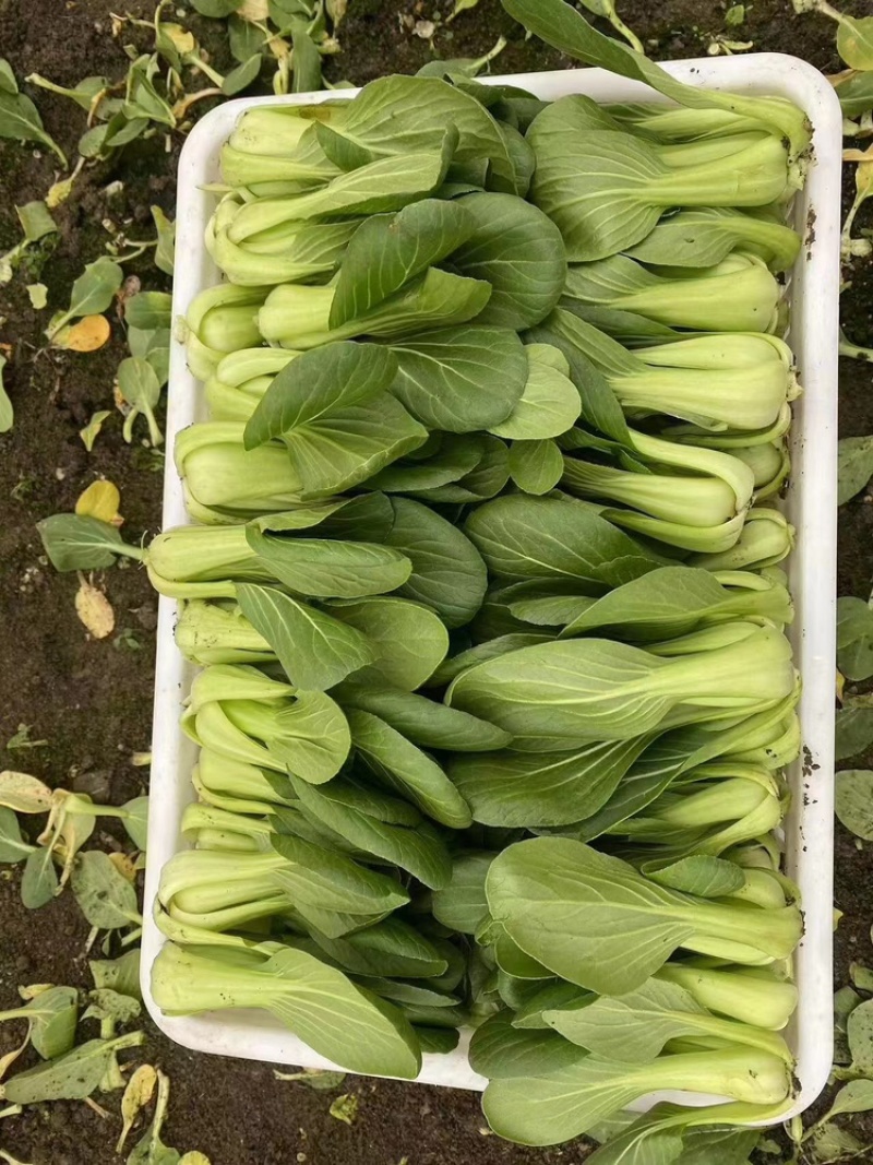 山东菏泽精品小油菜上海青/产地直发量大从优货源充足