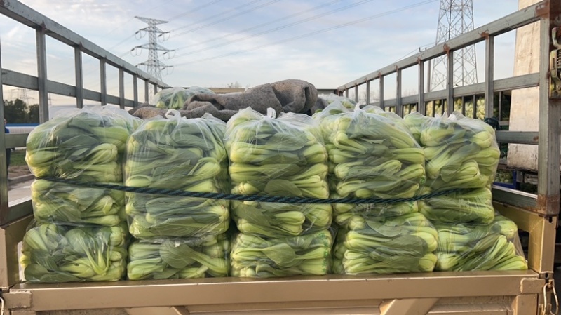 山东菏泽精品小油菜上海青/产地直发量大从优货源充足