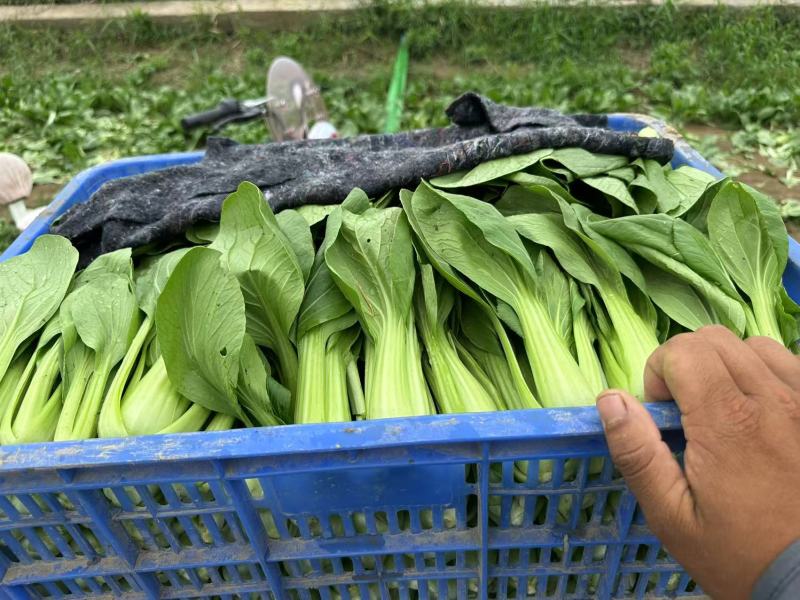 山东菏泽精品小油菜/上海青/产地直发/量大从优/货源充足