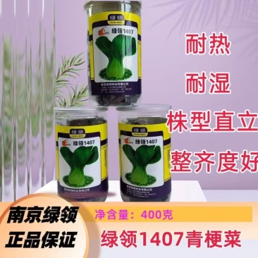 绿领1407耐热上海青种子小油菜种子耐湿直立青菜蔬菜种籽