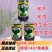 绿领1407耐热上海青种子小油菜种子耐湿直立青菜蔬菜种籽