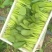 绿领1407耐热上海青种子小油菜种子耐湿直立青菜蔬菜种籽