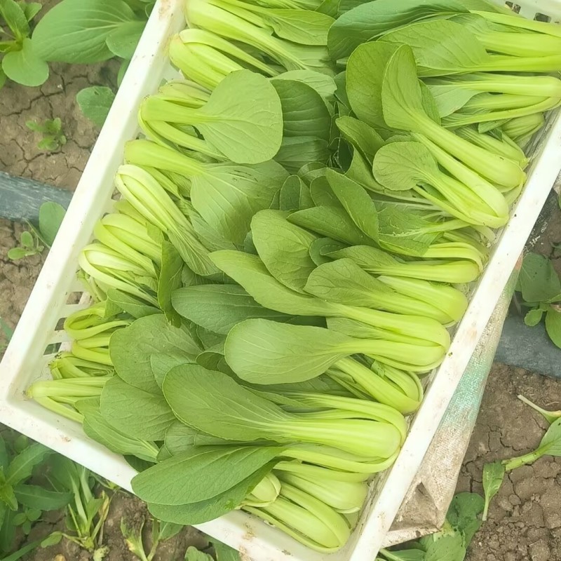 绿领1407耐热上海青种子小油菜种子耐湿直立青菜蔬菜种籽