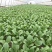 绿领1407耐热上海青种子小油菜种子耐湿直立青菜蔬菜种籽