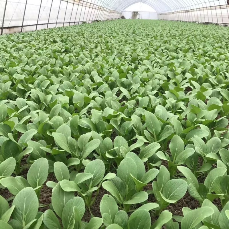 绿领1407耐热上海青种子小油菜种子耐湿直立青菜蔬菜种籽