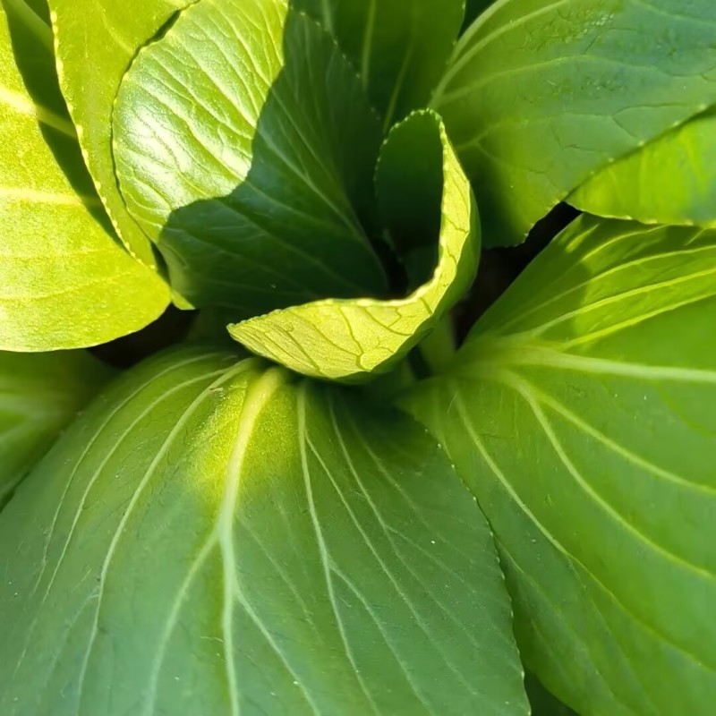 绿领1407耐热上海青种子小油菜种子耐湿直立青菜蔬菜种籽