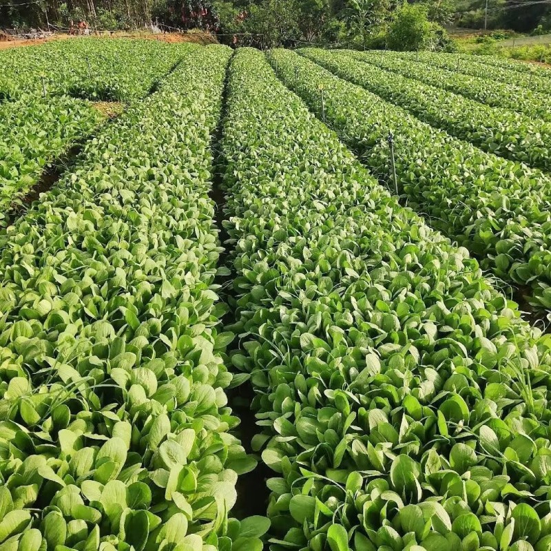绿领1407耐热上海青种子小油菜种子耐湿直立青菜蔬菜种籽
