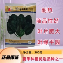 墨绿606圆叶菠菜种子耐热300克原装耐抽苔夏秋基地种植