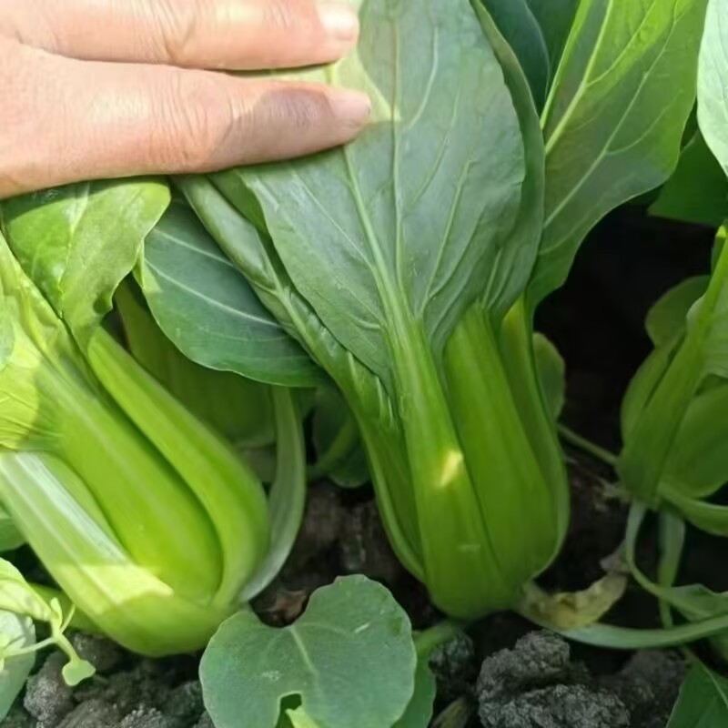 抗青一号上海青种子深绿色小油菜种子耐热耐寒耐湿四季蔬菜种