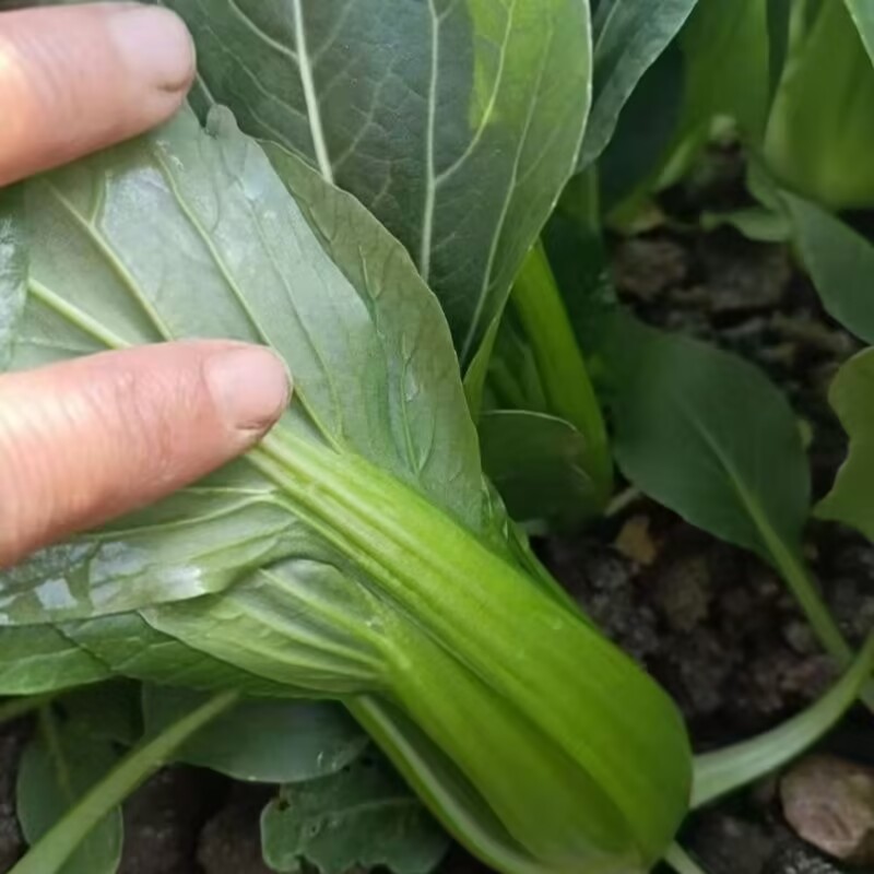 抗青一号上海青种子深绿色小油菜种子耐热耐寒耐湿四季蔬菜种