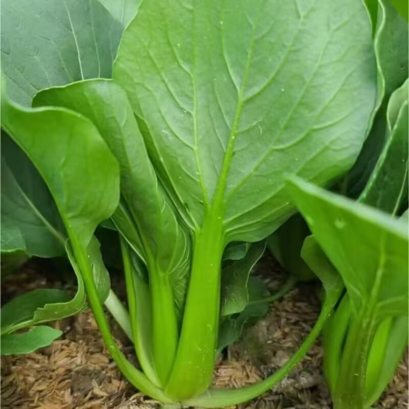 抗青一号上海青种子深绿色小油菜种子耐热耐寒耐湿四季蔬菜种